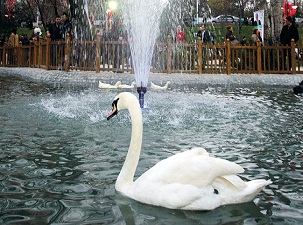 Gazdan etkilenen kuğular, yeniden Kuğulu Park’ta