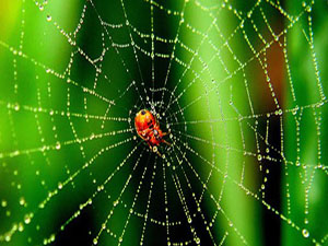 Örümcek ağları elektriksel güçle yakalıyor