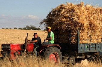 Üretim artınca saman fiyatı dibe vurdu