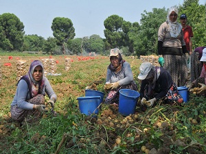 35 derece sıcakta oruçlu ağızla patates ve soğan topluyorlar