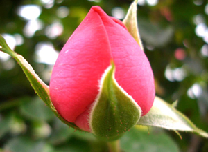 Şayet biri oruçluya söver ya da çatarsa