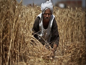 Mısır'ın iki aylık tahılı kaldı