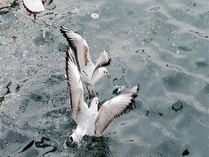 Ramazan martılara yaradı