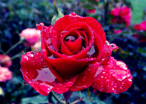 Cebrâil ve Hz.Peygamber her ramazan gecesi Kur'an okurdu