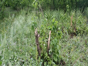 Aşırı sıcaklar fındık dallarını kuruttu