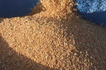 Pirincin alternatifi olması beklenen gacerin hasadına başlandı