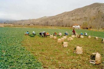 Tarımda istihdam arttı