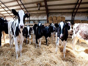 'Alo Küpe Hattı' hizmette