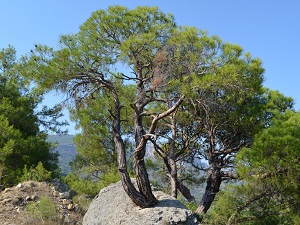 Kaya üstünde büyüyen ağaçlar görenleri şaşırtıyor