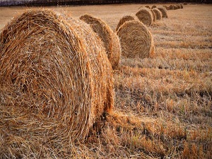 Ucuzlayana saman fiyatları besiciyi rahatlattı