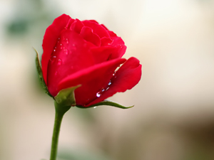 Oruç açmakta acele ettikleri sürece