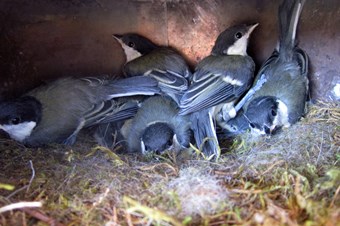 Kuş bakın nereye yuva yapmış