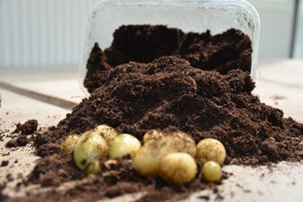 Patates tohumunda dışa bağımlılık bitiyor