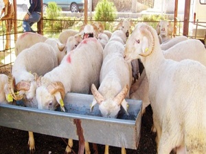 Yükselen kurban fiyatlarına 'küçükbaş' çözümü