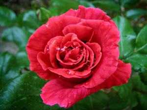 Oruç bir kalkandır, fenalığa karşı bir siperdir