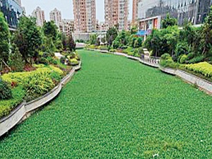 Bu nehirden su değil, çiçek akıyor!