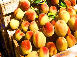 Rusya, 19 ton şeftaliyi Türkiye’ye geri gönderdi