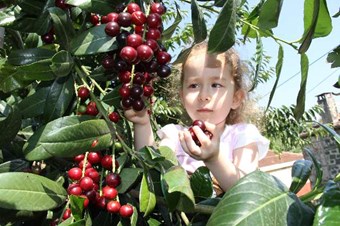 Bin derde deva, karayemiş