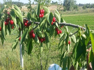 Mardin kirazı kilosu 7.5 TL’den satılıyor
