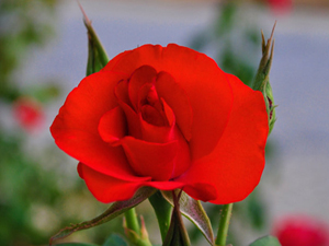 Oruç, içinin çektiği yiyeceklerden kimi alıkoyarsa