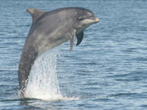 Yunuslar birbirlerine isimleriyle sesleniyor