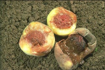 Şeftali üreticileri meyve sineği larvalarına karşı uyarıldı