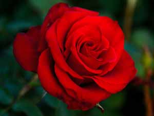 Oruç fitneye karşı keffarettir