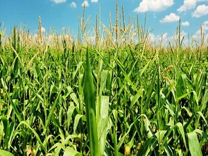 Dünyada mısır üretimi 1 milyar tona yaklaşıyor