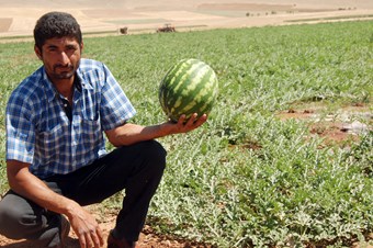 Çiftçi, zam şampiyonu karpuza gözü gibi bakıyor