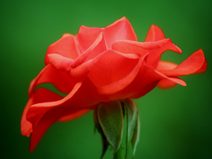 İbadetin kapısı oruçtur