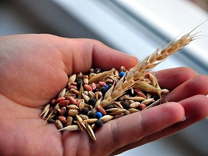 Tohumda ithalat yapma mecburiyeti kalktı