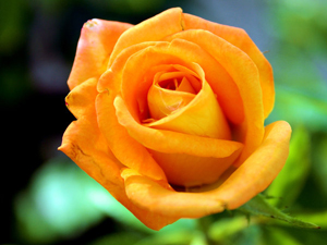 Oruçlu âhirette hesaba çekilmez