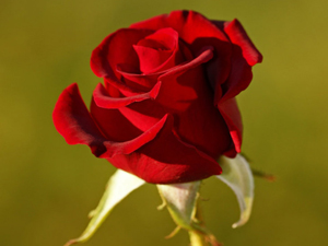 Oruçlunun duası kabul olur, günahları affedilerek silinir