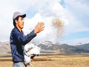 Yerli tohumlar toprakla yeniden buluşturuluyor