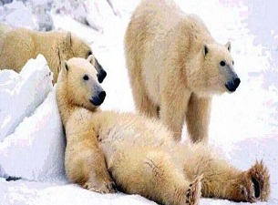 Çevre felaketi ekonomik felakete dönüşecek