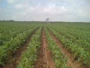 GAP'ta organik tarım desteklenecek