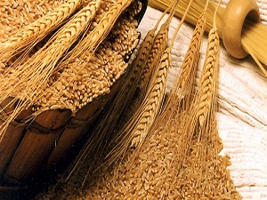 Durum buğdayında kriz bakliyatçıları korkutuyor