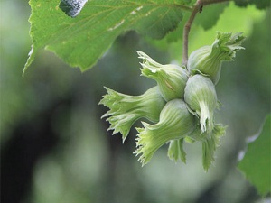 Trabzon'da fındık hasadı başlıyor
