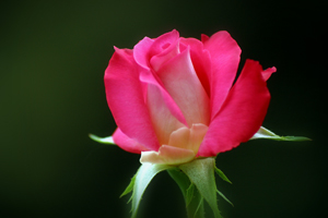 Ümmetim Ramazanın önemini hakkıyla bilmiş olsaydı