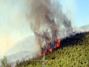 Manisa'da son üç ayda 558 hektar orman yandı