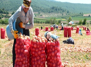 Ramazan'da güneş altında hasat zorluğu