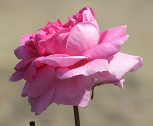 Bizim orucumuzla Ehl-i Kitabın orucunu ayıran fark