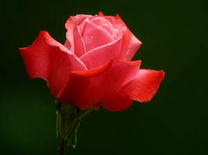 Resulullah iftarda şu duayı okurdu