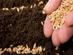 Dünya tohum ticareti 45 milyar dolar