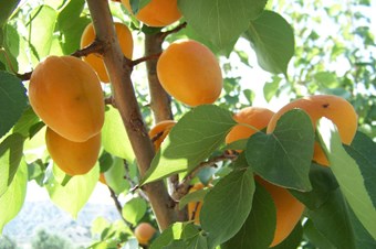 Mut'ta kayısı ihracatından 40 milyon dolar gelir elde edildi