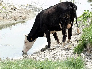Kuraklıkla mücadele için az su tüketen hayvan önerisi