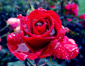 Kim Kadir Gecesi'nde inanarak ihlas ile geçirirse