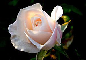 Oruç ve Kur’ân Kıyamet Günü şefaat edeceklerdir