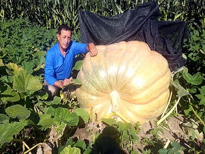 Böylesini hiç görmediniz, tam 350 kilo