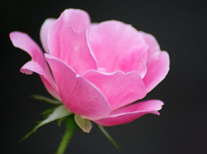 Ramazan orucu günahlardan arındırır